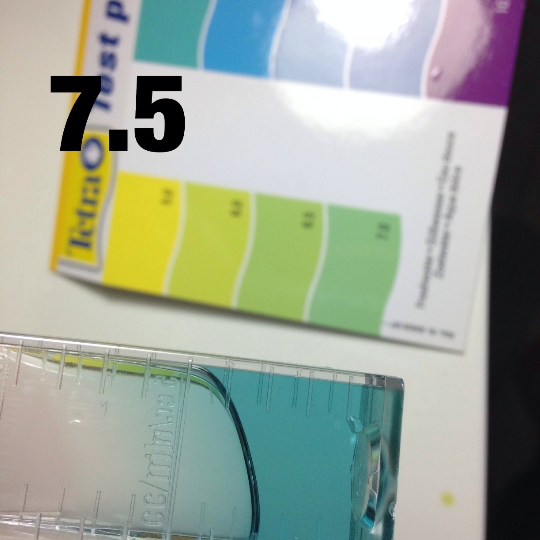 水質維持について その2 Ph ウーパールーパー飼育日記